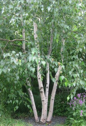 Multiple-tree-trunks.jpg