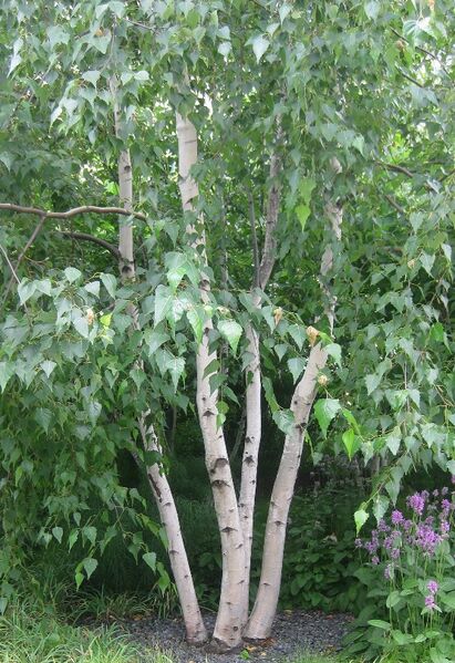 File:Multiple-tree-trunks.jpg